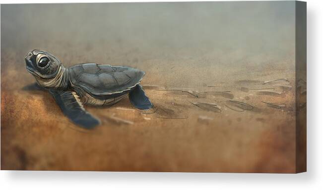 Sea Turtle Canvas Print featuring the digital art Baby Turtle by Aaron Blaise