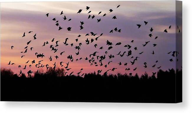 Birds Canvas Print featuring the photograph Birds at Sunrise by Aimee L Maher ALM GALLERY