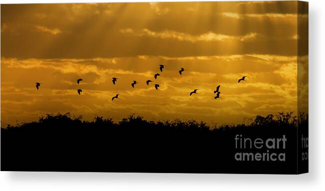 Everglades Canvas Print featuring the photograph Birds coming back to roost at sunset by Dan Friend