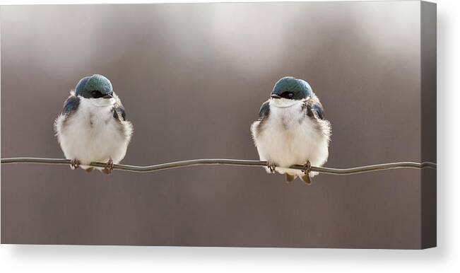 Animals Canvas Print featuring the photograph Birds On A Wire by Lucie Gagnon
