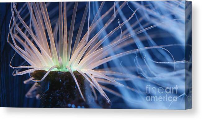 Aquarium Canvas Print featuring the photograph Color stack by James L Davidson