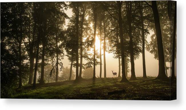 Denmark Canvas Print featuring the photograph Deer In The Morning Mist. by Leif L??ndal