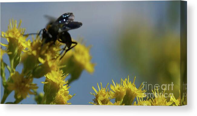 Flower Canvas Print featuring the photograph Field Dance by Linda Shafer