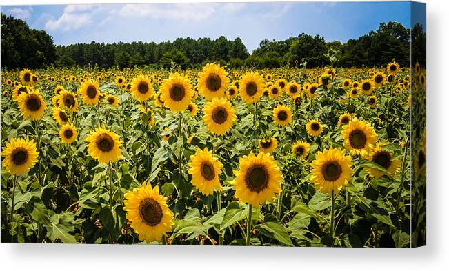 Penny Lisowski Canvas Print featuring the photograph Field of Sunflowers by Penny Lisowski