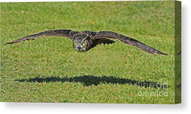 Parc Omega Canvas Print featuring the photograph Flying Tiger... by Nina Stavlund