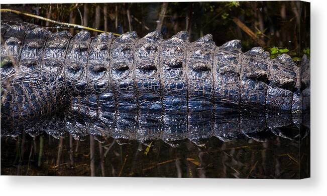 Alligator Canvas Print featuring the photograph Gator Reflection by Adam Pender