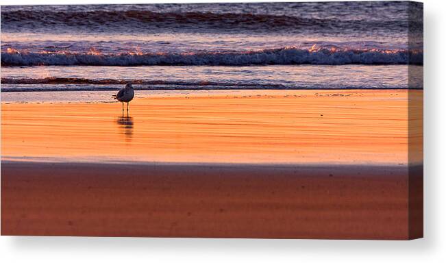 Golden Light Canvas Print featuring the photograph Gull And Sunrise Surf by Jeff Sinon
