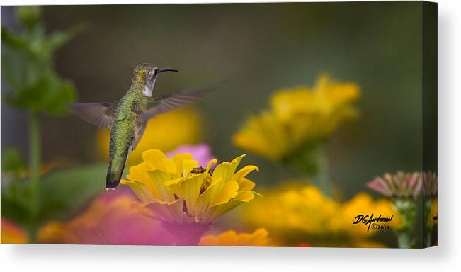 Ruby Throat Humming Bird Canvas Print featuring the photograph Hummer Hovering by Don Anderson
