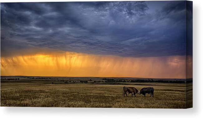 Ranching Canvas Print featuring the photograph Lifeblood by Thomas Zimmerman