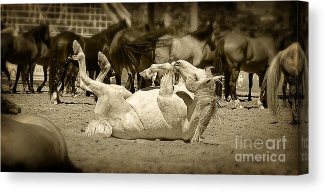 Horse Canvas Print featuring the photograph Morning Calisthenics by Lincoln Rogers