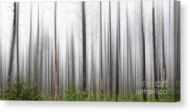 Nature Canvas Print featuring the photograph New Jersey Pine Barrens by Tom Gari Gallery-Three-Photography