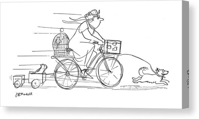 81925 Fmo Frank Modell (woman Rides Bicycle Fitted With Equipment For Her Pets. Pets Include: Cats Canvas Print featuring the drawing New Yorker November 10th, 1962 by Frank Modell