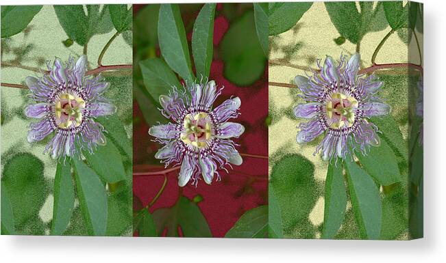 Passion Flower Canvas Print featuring the photograph Passion Flower Triptych by Tom Wurl