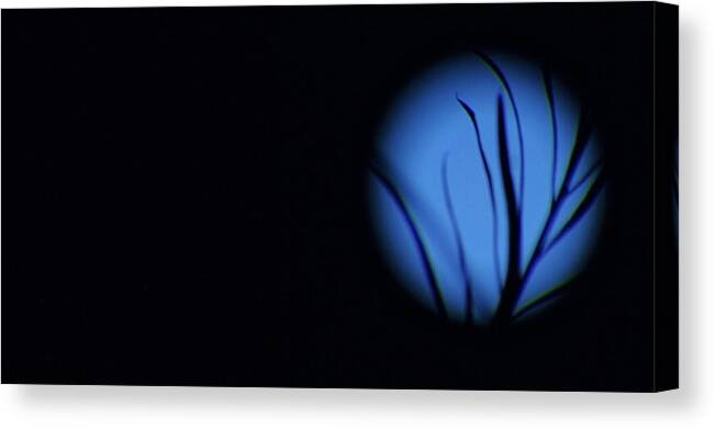 Moon Canvas Print featuring the photograph Plant's EyE by Angela J Wright