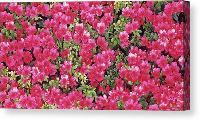 Photography Canvas Print featuring the photograph Red Azalea Flowers, Sacramento by Panoramic Images