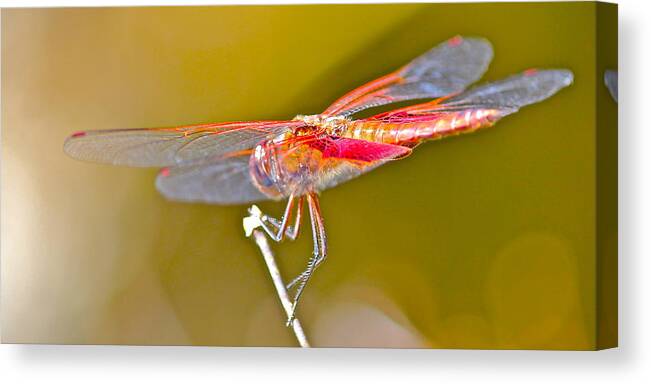 Nature Canvas Print featuring the photograph Red Dragonfly by Cyril Maza