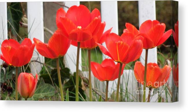 Red Tulips Canvas Print featuring the photograph Red Tulips at Fence by Christina Verdgeline