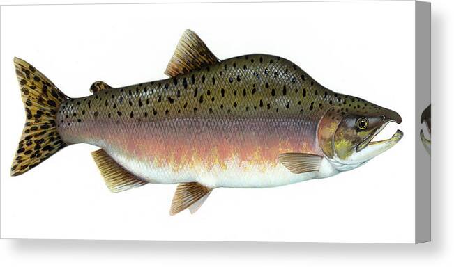 Salmon Canvas Print featuring the photograph Salmon Artwork by Adam Shaw