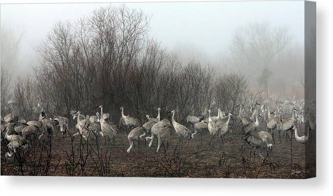 Sandhill Canvas Print featuring the photograph Sandhill Cranes in the Fog by Farol Tomson
