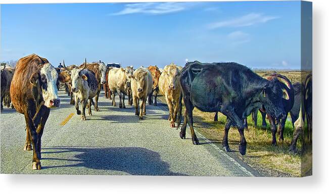 Animal Canvas Print featuring the photograph So this is what Farm to Market Road means - panoramic by Gary Holmes
