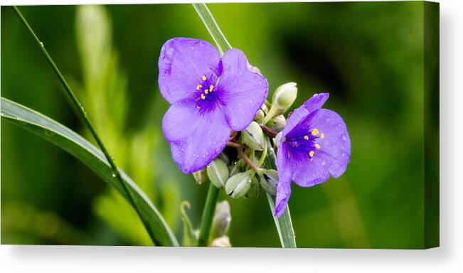 Ok Canvas Print featuring the photograph Spiderworts by Lana Trussell
