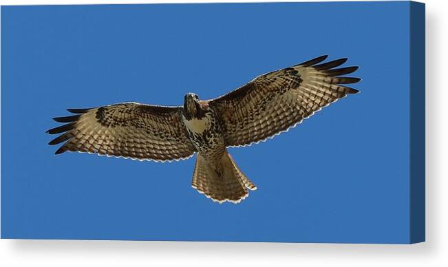 Hawk Canvas Print featuring the photograph Spread Your Wings by Christy Pooschke
