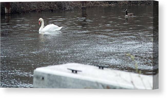 Swan Canvas Print featuring the photograph Swan on the Water by Linda Kerkau