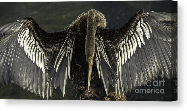 Anhinga Canvas Print featuring the photograph Taking A Bow by David Waldrop