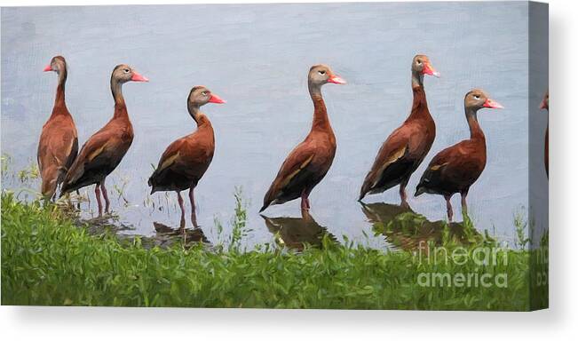 Black-bellied Whistling Ducks Canvas Print featuring the digital art The Gathering by Jayne Carney