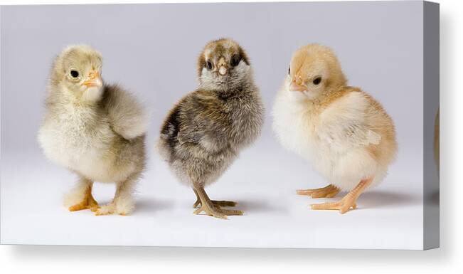 00640392 Canvas Print featuring the photograph Three Chicks Gallus Domesticus by Michael Durham
