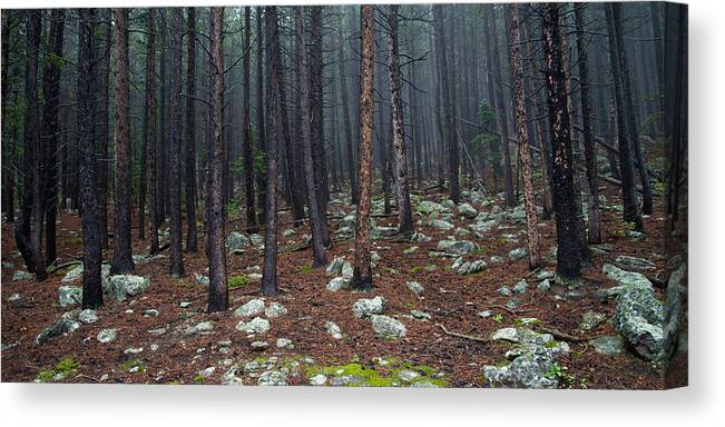 Colorado Canvas Print featuring the photograph Through the Trees by Dustin LeFevre
