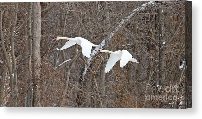 White Swans Canvas Print featuring the photograph White Swans in Flight 1589 by Jack Schultz