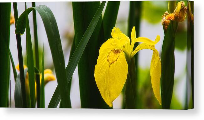 Europe Canvas Print featuring the photograph Yellow iris by Roberto Pagani