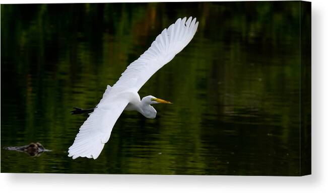 Egretta Thula Canvas Print featuring the photograph Egret and Gator by Andres Leon
