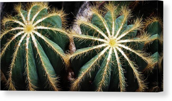 Cactus Canvas Print featuring the photograph Cactus #1 by Catherine Lau