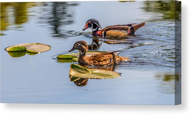 Wood Ducks Canvas Print featuring the photograph Wood Duck Pair #1 by Jerry Cahill