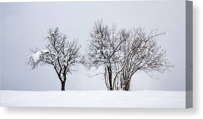 Tree Canvas Print featuring the photograph Winter #3 by Ian Middleton