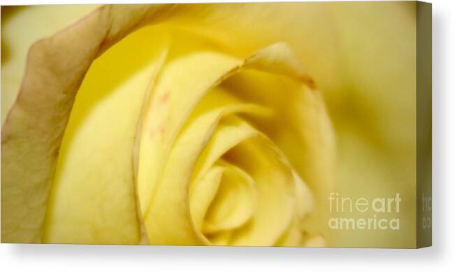 Yellow Canvas Print featuring the photograph Rose #4 by Deena Withycombe