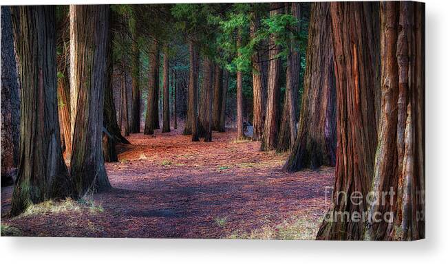 Yosemite National Park Canvas Print featuring the photograph A Path of Redwoods by Anthony Michael Bonafede
