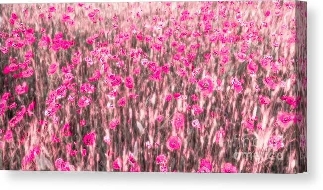 Abstract Canvas Print featuring the photograph A Summer Full Of Poppies by Hannes Cmarits