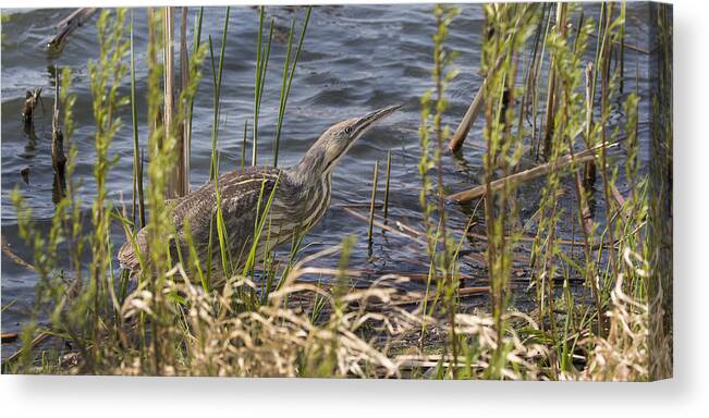 American Bittern Canvas Print featuring the photograph American Bittern hunting by Don Anderson