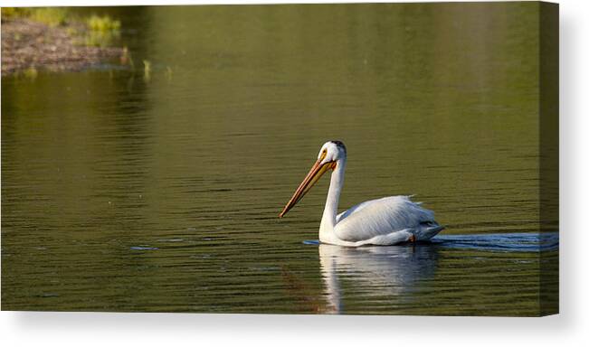 Pelican Canvas Print featuring the photograph American White Pelican by Chad Davis