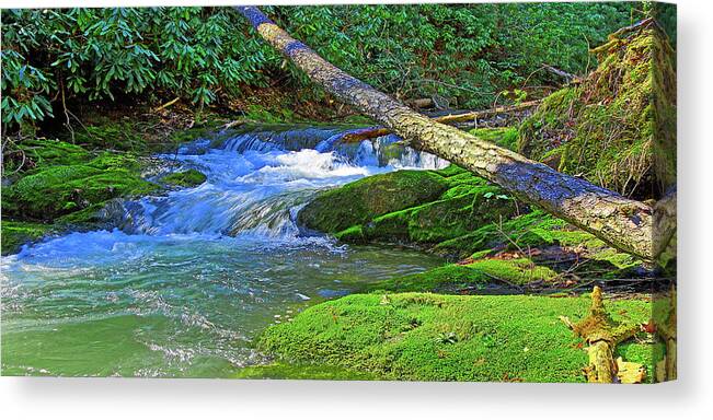 Backwoods Stream Canvas Print featuring the photograph Backwoods Stream by The James Roney Collection