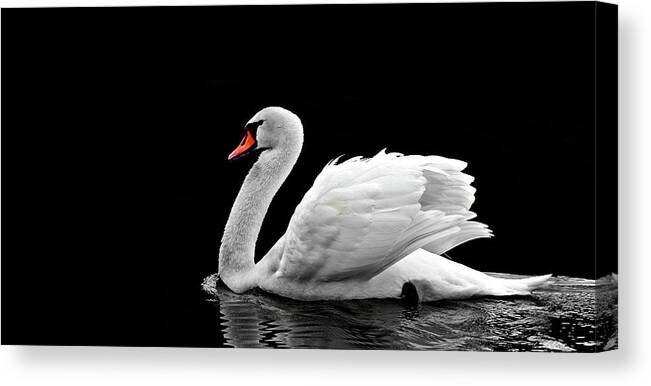 Swan Canvas Print featuring the photograph Beautiful White Swan On The Lake Wall Art by Wall Art Prints