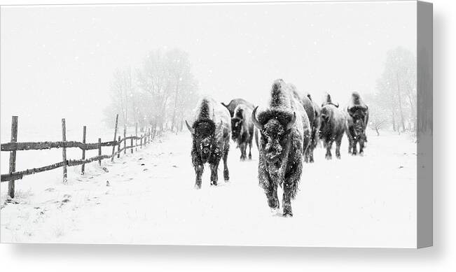 Bison Canvas Print featuring the photograph Bison on the Run by Andrea Kollo