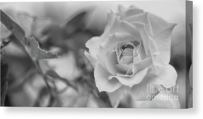 Black And White Canvas Print featuring the photograph Black and White Rose by Olga Hamilton