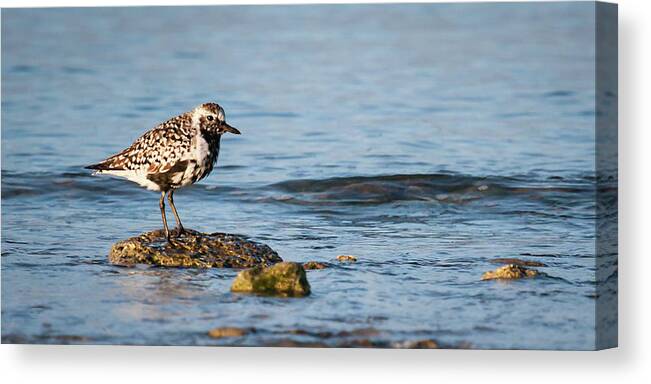 Alone Canvas Print featuring the photograph Black-bellied Plover by Dawn Currie