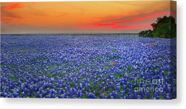 Texas Bluebonnets Canvas Print featuring the photograph Bluebonnet Sunset Vista - Texas landscape by Jon Holiday
