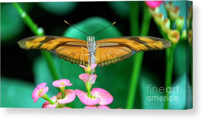 Butterfly Canvas Print featuring the photograph Butterfly #1983 by Chuck Flewelling