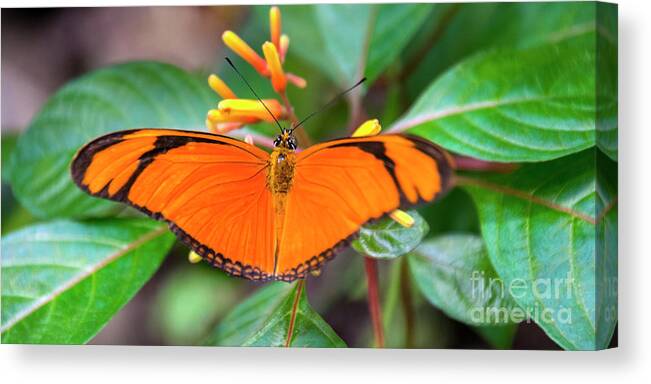 Butterfly Canvas Print featuring the photograph Butterfly #2017 by Chuck Flewelling